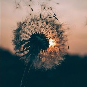 Meet your Posher, Priscilla